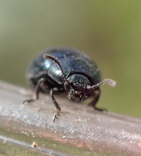 Réf. 317 859 : Phaedon tumidulus